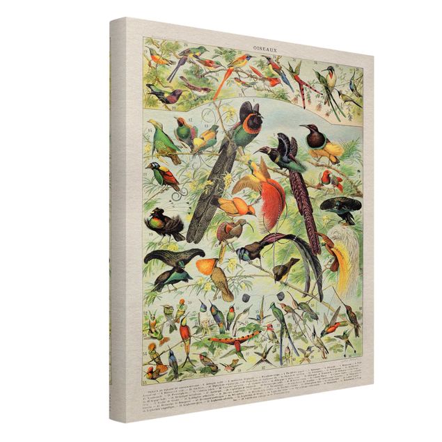 Obrazy vintage Tablica edukacyjna w stylu vintage Rajskie ptaki