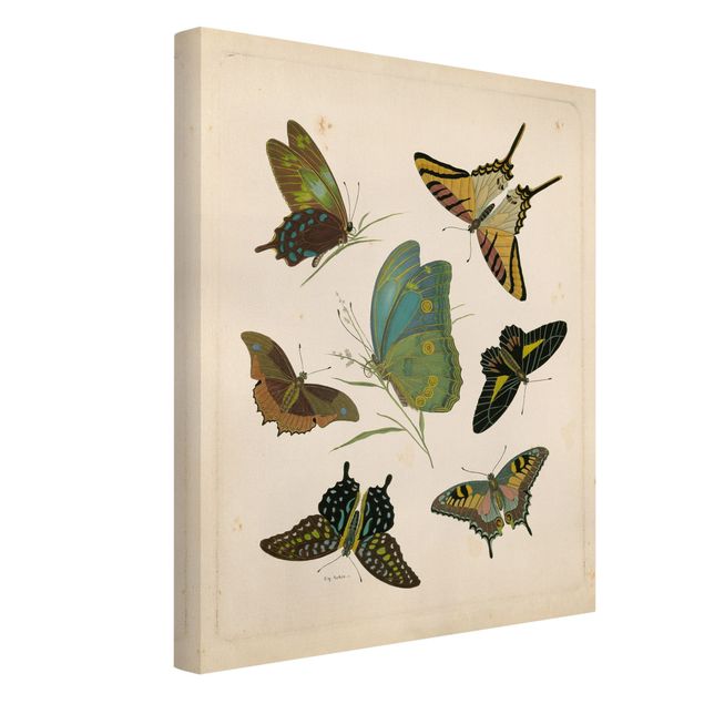 Zwierzęta obrazy Ilustracja w stylu vintage Motyle egzotyczne