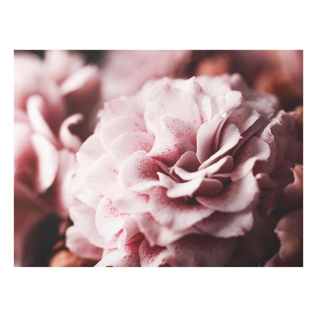 Obrazy do salonu Pastelowa róża Shabby Pink