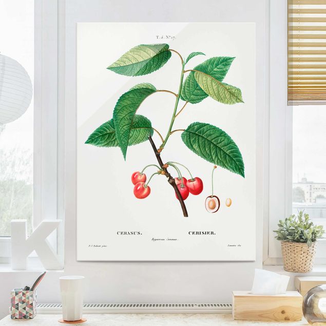 Obrazy z owocami Botani Vintage Ilustracja czerwonych czereśni