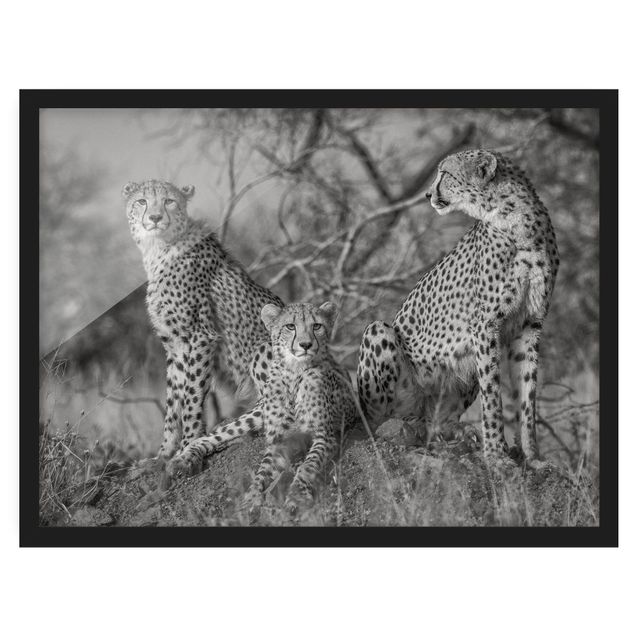 Obrazy w ramie do kuchni Trzy gepardy