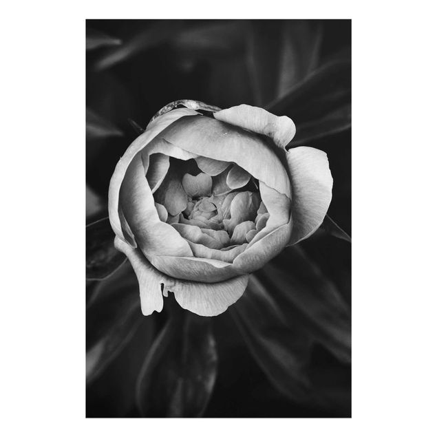 Nowoczesne obrazy do salonu Kwiat piwonii na tle liści czarno-biały