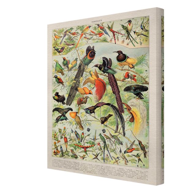 Obrazy ptaki na płótnie Tablica edukacyjna w stylu vintage Rajskie ptaki