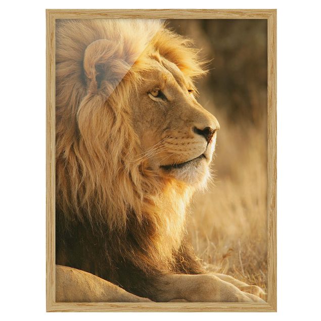 Obraz lwa Król lew