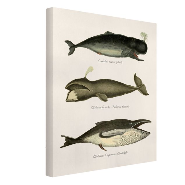 Obrazy ze zwierzętami Trzy wieloryby w stylu vintage