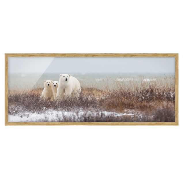 Obrazy w ramie do łazienki Niedźwiedzica polarna i jej młode