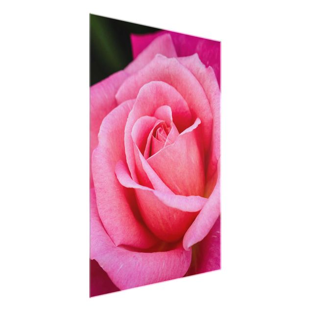 Nowoczesne obrazy Kwiat różowej róży na tle zieleni