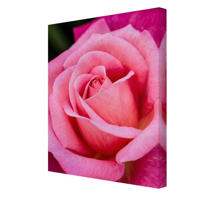 Obrazy kwiatowe Kwiat różowej róży na tle zieleni
