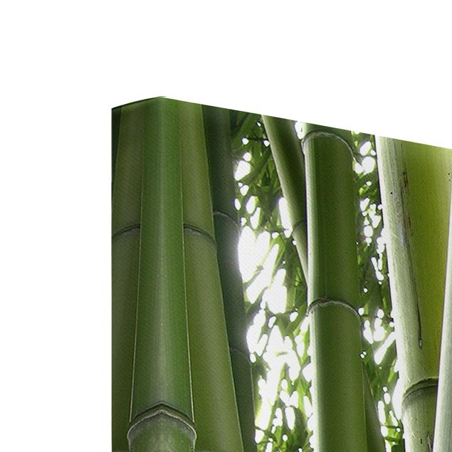 Obrazy na płótnie bambus Drzewa bambusowe