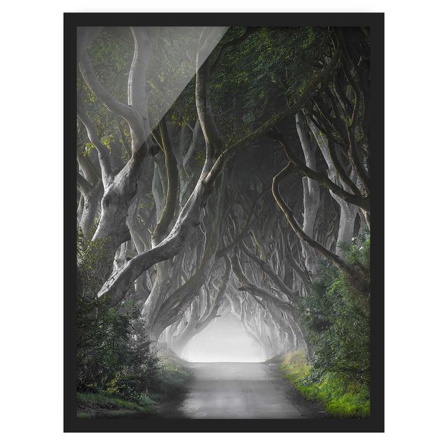 Obrazy w ramie do łazienki Lasy w Irlandii Północnej