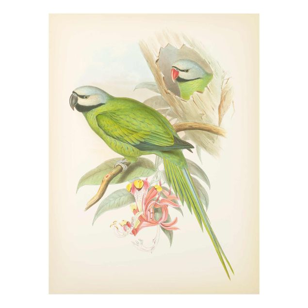 Vintage obrazy Ilustracja w stylu vintage Ptaki tropikalne II