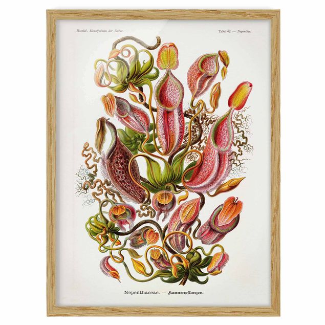 Obrazy w ramie do kuchni Tablica edukacyjna w stylu vintage Ilustracja roślin Czerwony Zielony
