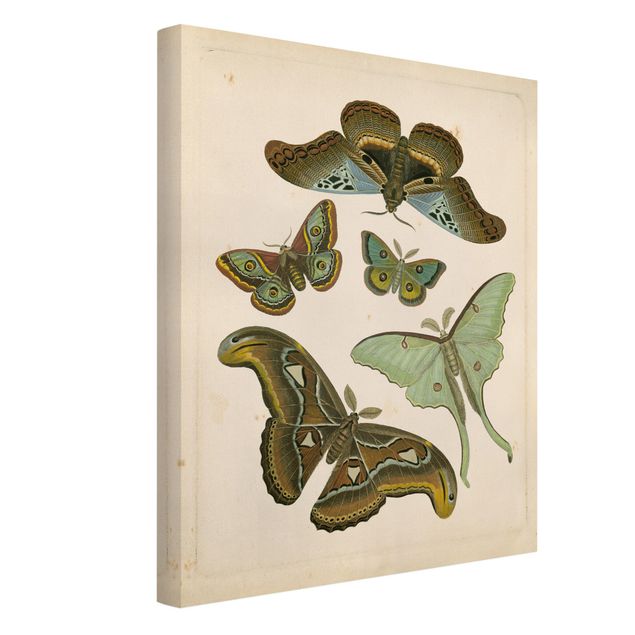 Zwierzęta obrazy Ilustracja w stylu vintage Motyle egzotyczne II