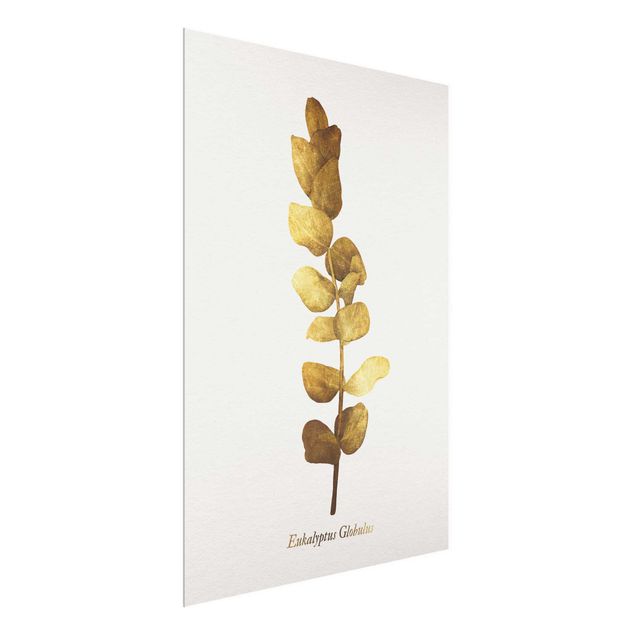 Obrazy na szkle powiedzenia Złoto - Eukaliptus