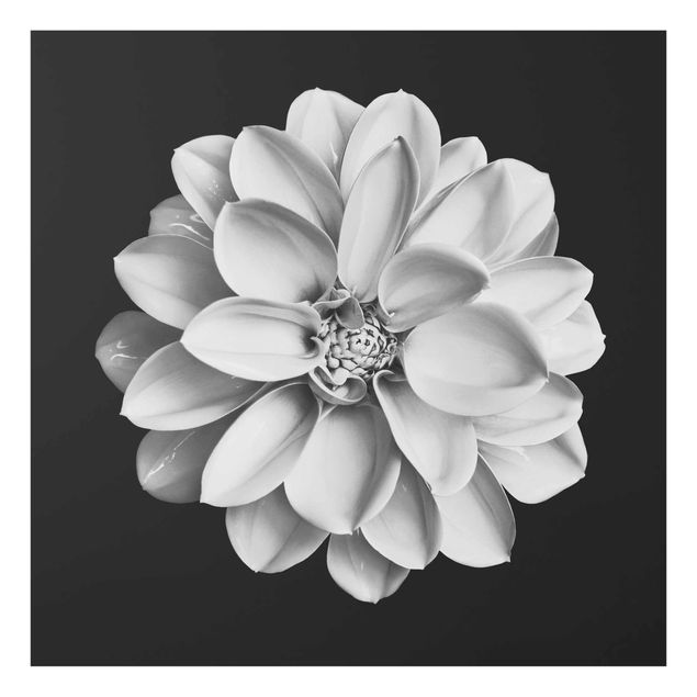 Nowoczesne obrazy Dahlia czarno-biały