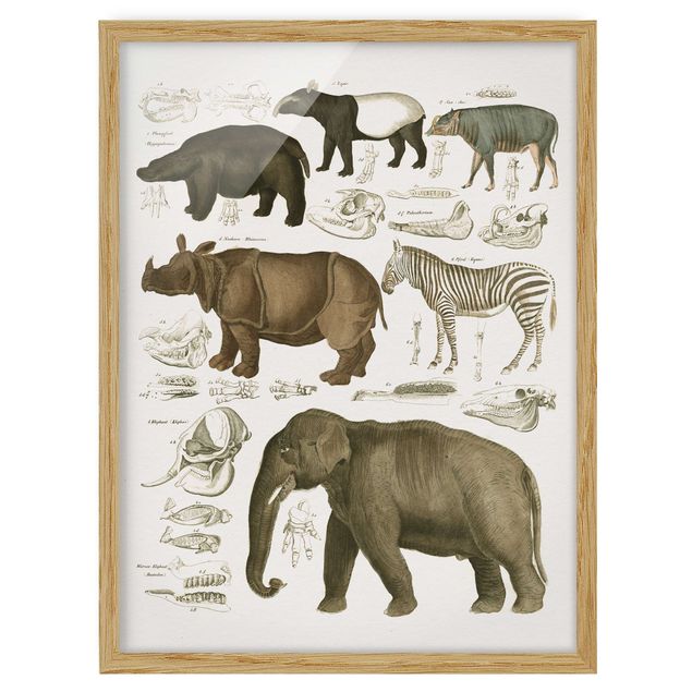 Obrazy w ramie do korytarzu Tablica edukacyjna w stylu vintage Słonie, zebry i nosorożce