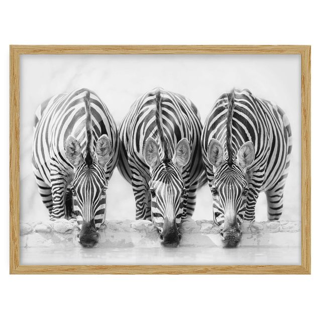 Obrazy w ramie do kuchni Zebra Trio czarno-biała