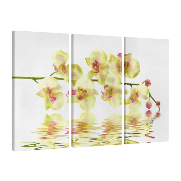 Obrazy na płótnie orchidea Kremowe wody orchidei