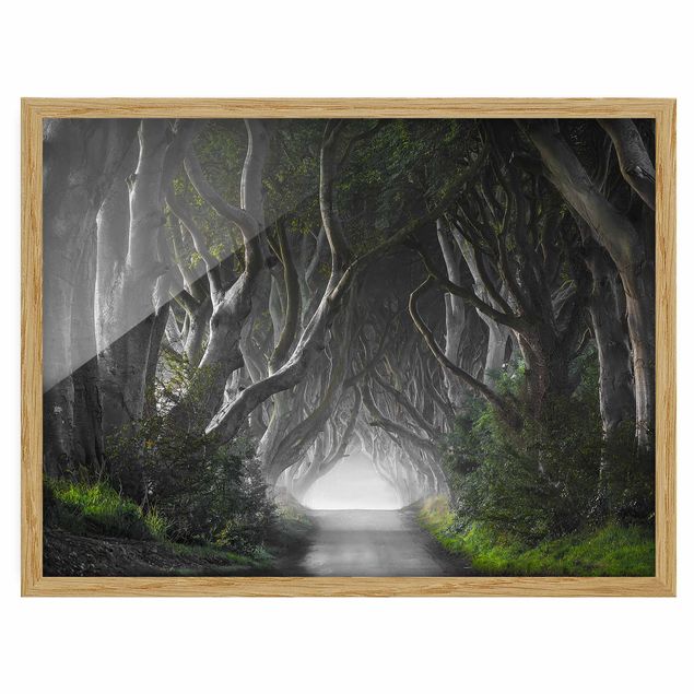 Obrazy w ramie do łazienki Lasy w Irlandii Północnej