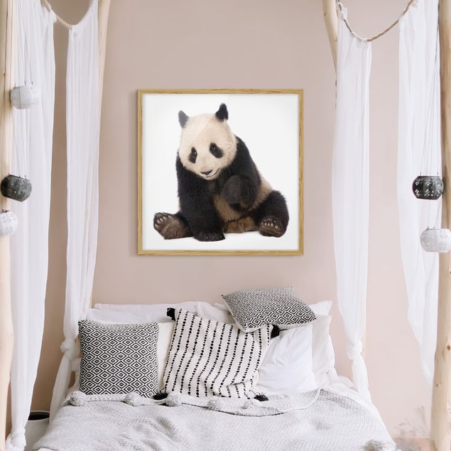 Obrazy nowoczesne Panda Paws