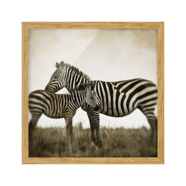 Obrazy w ramie do kuchni Para zebr