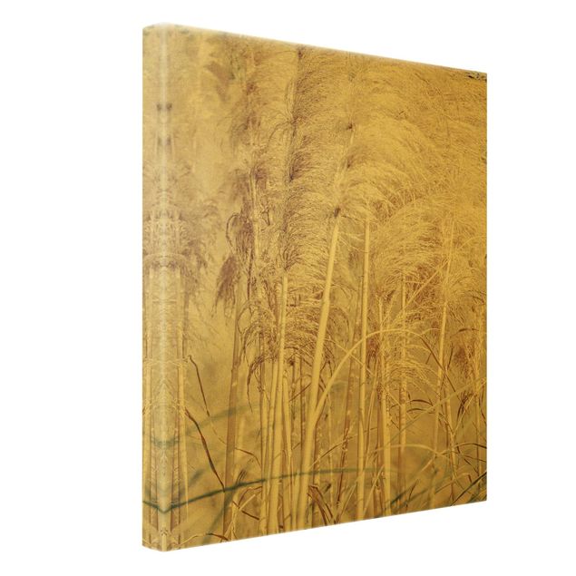 Obrazy na płótnie Ciepła trawa pampasowa w lecie