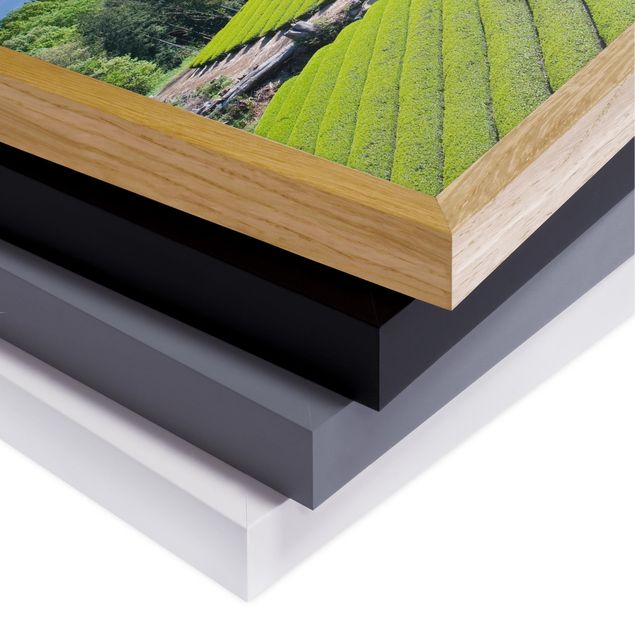 Obrazy w ramie do kuchni Pola herbaciane przed Fuji