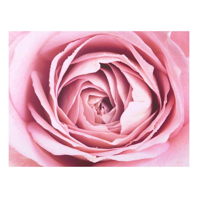 Obrazy do salonu Różowy kwiat róży