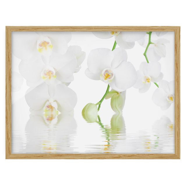 Obrazy w ramie do łazienki Orchidea wellness - Orchidea biała