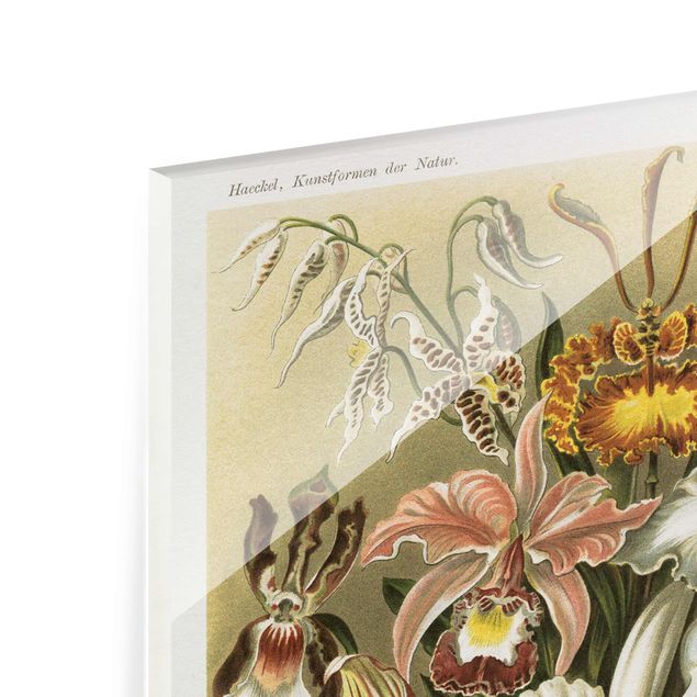 Obrazy kwiatowe Tablica edukacyjna w stylu vintage Orchidea