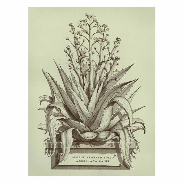 Obrazy kwiatowe Vintage Aloe Vera Americana Major