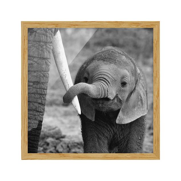 Obrazy w ramie do łazienki Baby słoń