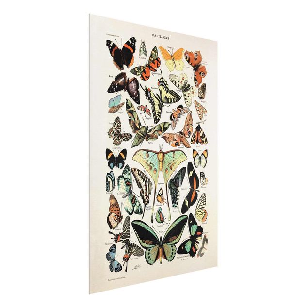 Obrazy na szkle zwierzęta Tablica edukacyjna w stylu vintage Motyle i ćmy