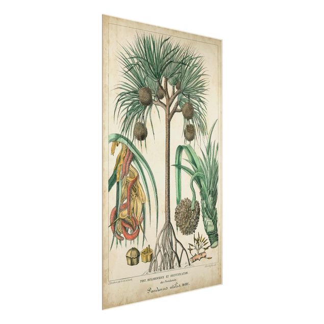 Obrazy krajobraz Tablica edukacyjna w stylu vintage Palmy egzotyczne I