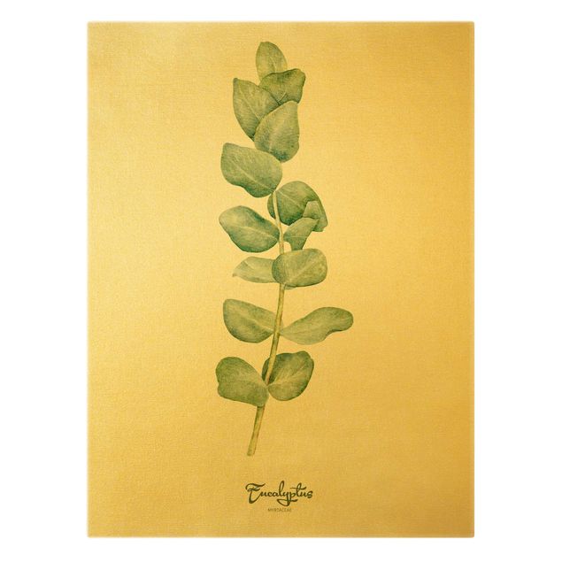 Obrazy z motywem kwiatowym Akwarela Botanika Eukaliptus