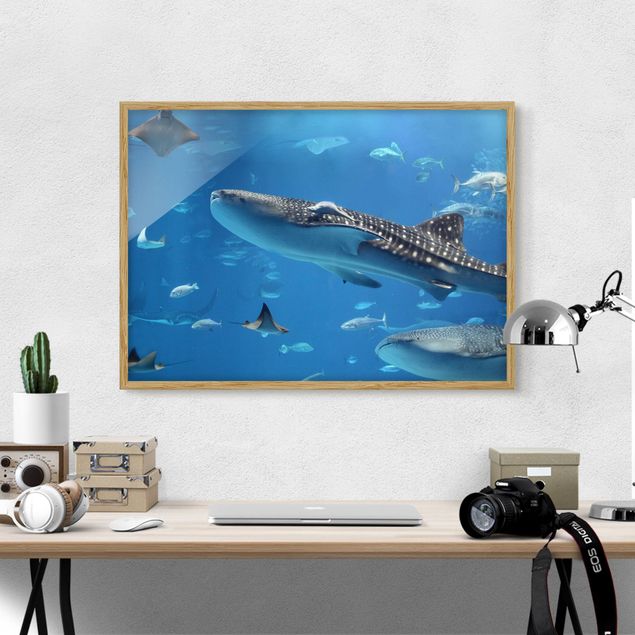 Obrazy w ramie do korytarzu Ryby w morzu