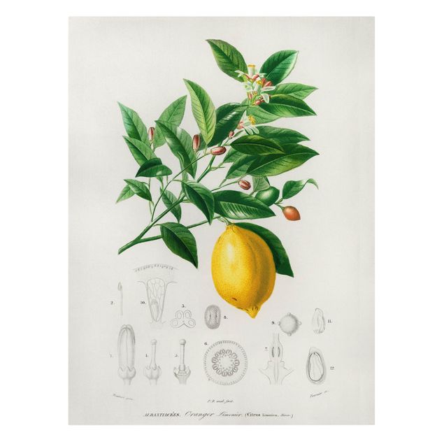 żółty obraz Botany Vintage Illustration Lemon