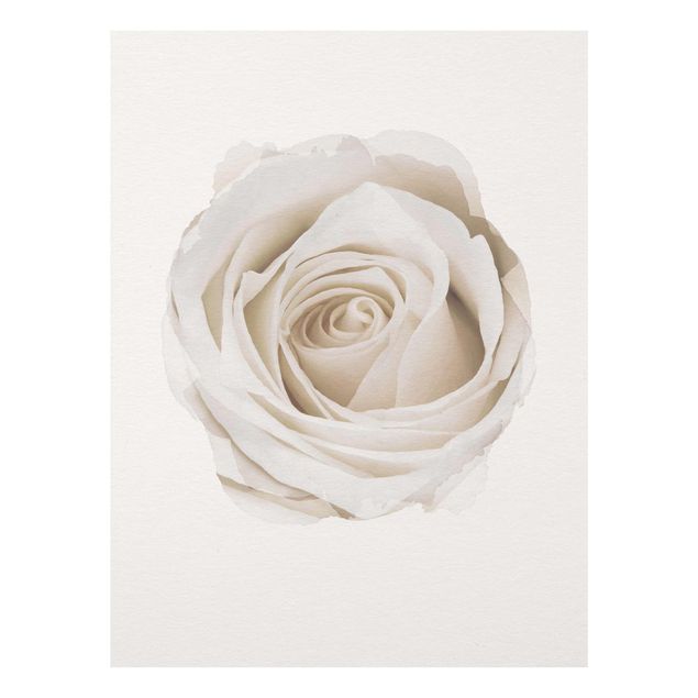 Nowoczesne obrazy do salonu Akwarele - Piękna biała róża
