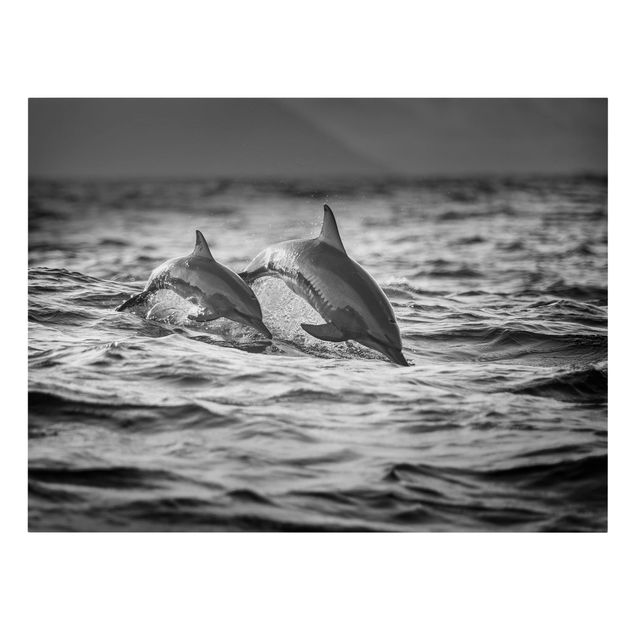 Obrazy z rybami Dwa skaczące delfiny