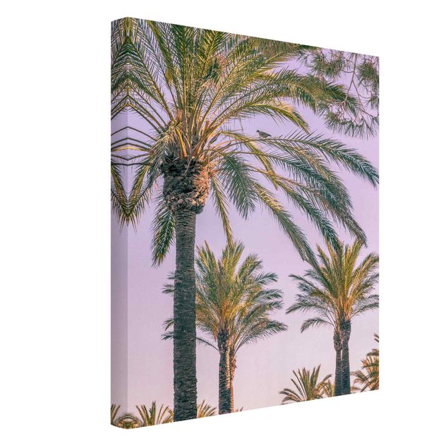 Obrazy krajobraz Palmy w promieniach zachodzącego słońca