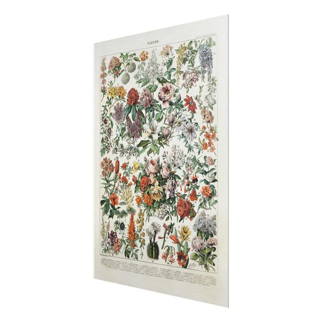 Obraz kolorowy Tablica edukacyjna w stylu vintage Kwiaty II