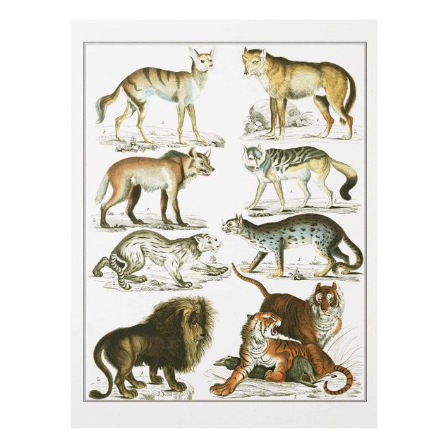 Obrazy na szkle zwierzęta Tablica edukacyjna w stylu vintage Lew, tygrys i szakal