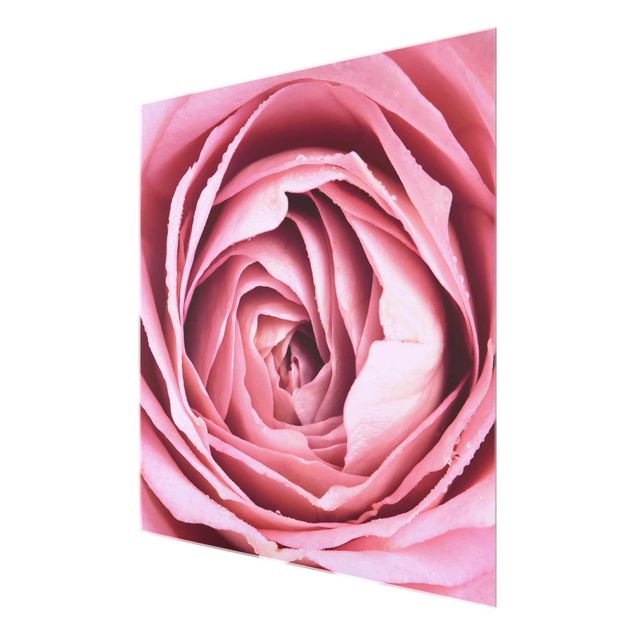 Obrazy nowoczesne Różowy kwiat róży