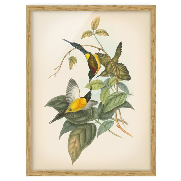 Obrazy w ramie do kuchni Ilustracja w stylu vintage Ptaki tropikalne IV