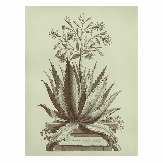 Obrazy motywy kwiatowe Vintage Aloe Serrata