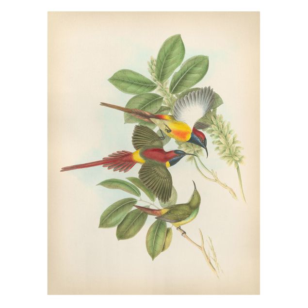 Obrazy retro Ilustracja w stylu vintage Ptaki tropikalne III