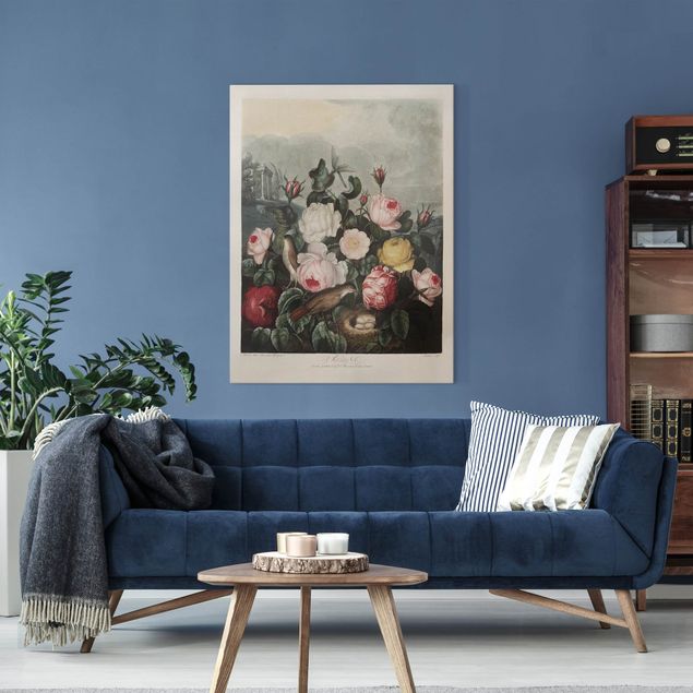Obrazy do salonu nowoczesne Botanika Vintage Ilustracja róż