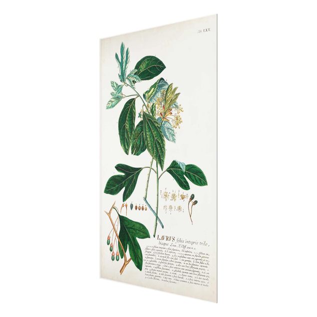 Obrazy na ścianę Vintage Botanika Ilustracja Laurel
