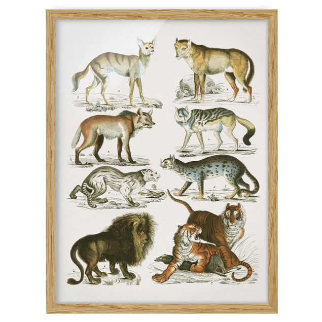 Zwierzęta obrazy Tablica edukacyjna w stylu vintage Lew, tygrys i szakal