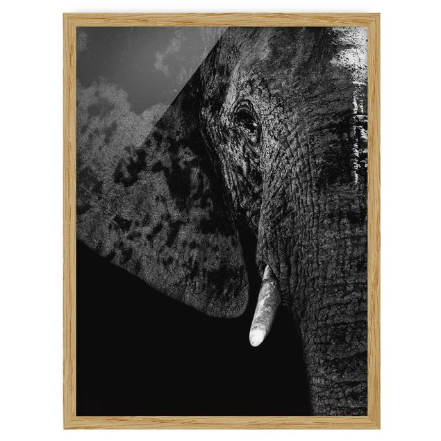 Obrazy w ramie do korytarzu Słoń afrykański czarno-biały